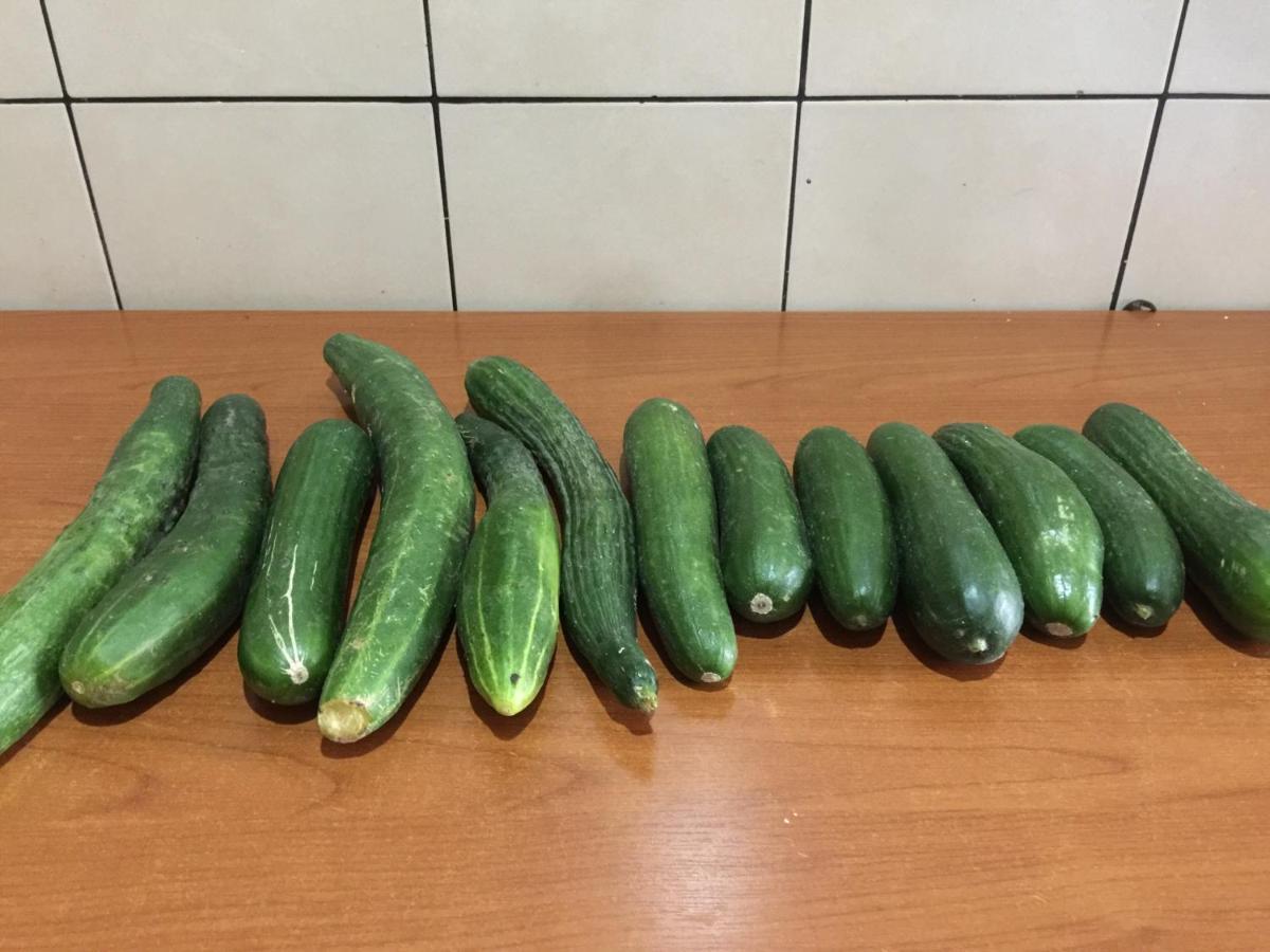 Florians GuesthouseShkodër エクステリア 写真